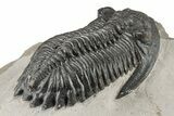 Detailed Hollardops Trilobite - Nice Eye Facets #204242-5